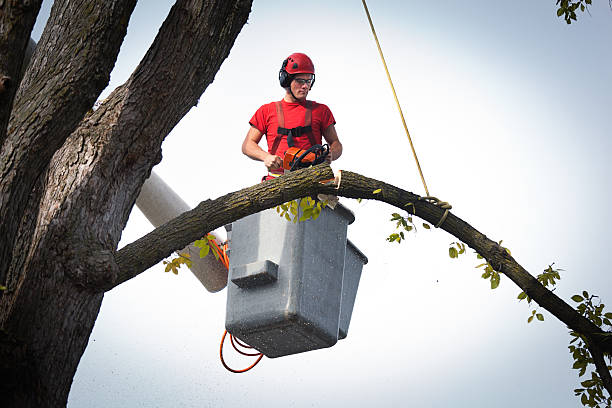 The Steps Involved in Our Tree Care Process in Sisco Heights, WA